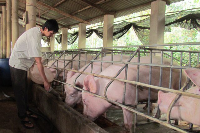 
Tại nhiều địa phương, giá thịt lợn hơi xuất chuồng đã tăng lên mức 52.000-55.000 đồng/kg
