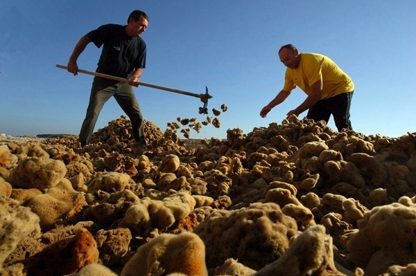 Số lượng bọt biển khổng lồ tạo ra ngành nghề “kiếm bộn” ở châu Âu
