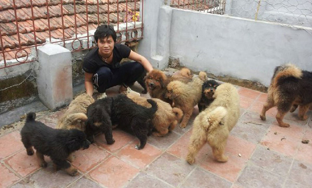 
Trại chó Ngao bạc tỷ ở Quảng Ninh.
