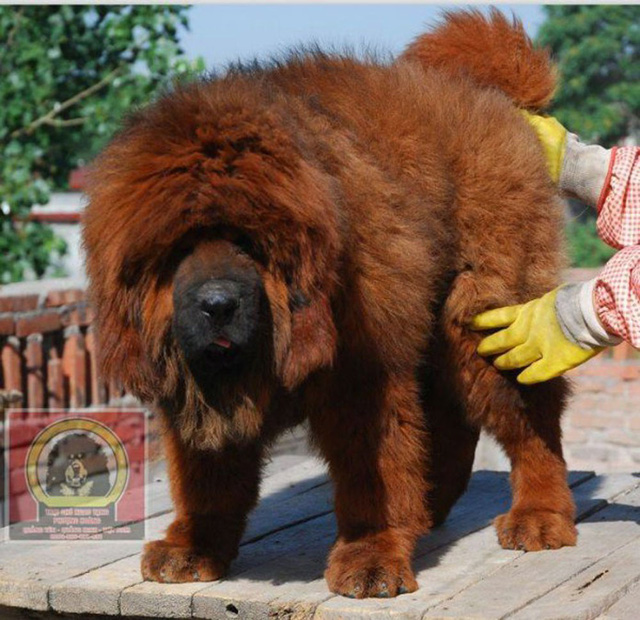 
Chú chó Ngao Tây Tạng khổng lồ với cái giá hơn 1 tỷ đồng.
