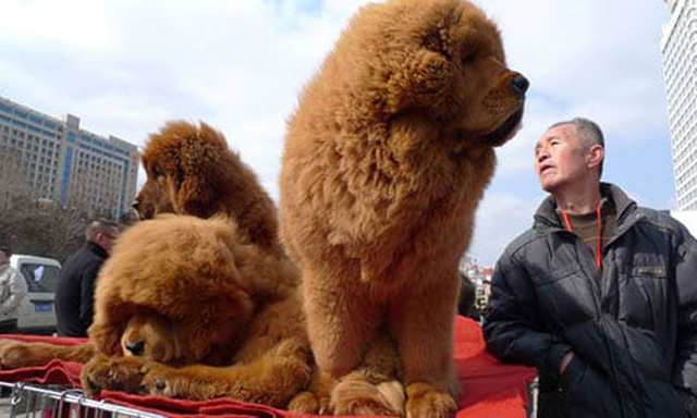 
Cách đây vài năm, chó ngao Tây Tạng được bán rầm rộ ở Trung Quốc.
