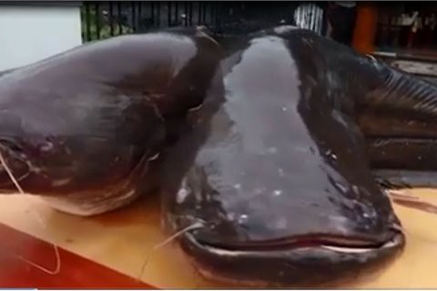 Cá khổng lồ Campuchia, vỏ bưởi tận thu Thái Lan: Người Việt gom về ăn