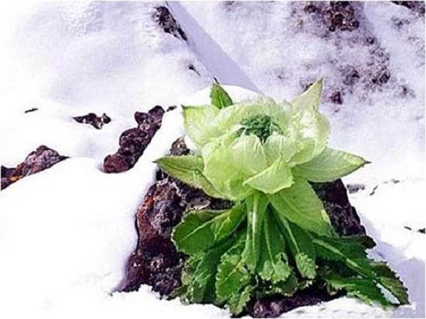 Hoa sen núi tuyết 7 năm mới nở hoa: Tăng sinh lực, 100 triệu đồng/kg