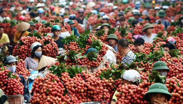 Trung Quốc mua 91% lượng quả vải Việt Nam, giá chỉ hơn 9.300 đồng/kg