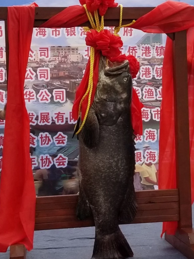 Người đấu giá thắng cuộc dự định sẽ ăn và bán con cá khổng lồ này trong nhà hàng của mình. (Nguồn: Handout)