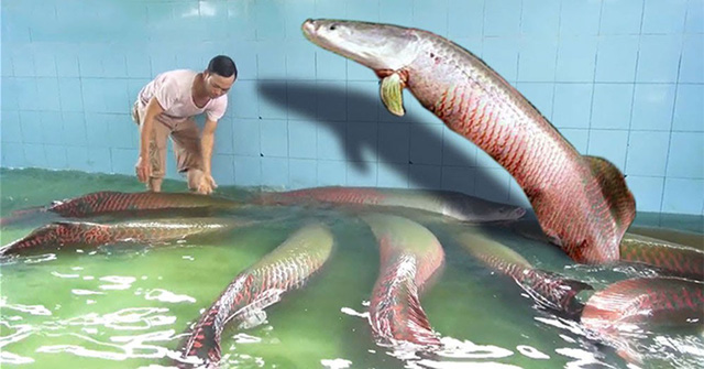 
Đàn cá hải tượng khổng lồ của gia đình ông Đặng Văn Ninh.

