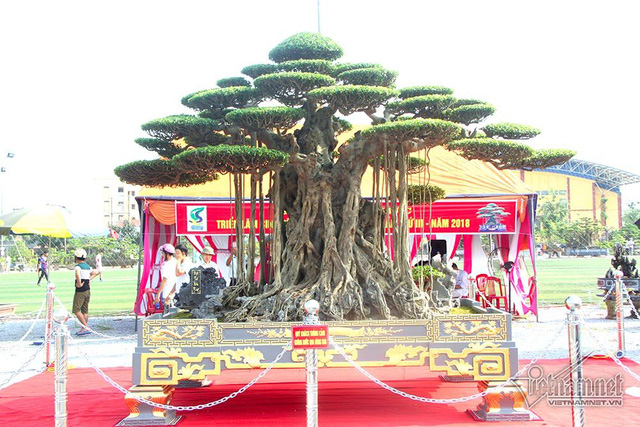 
Siêu cây với chậu dát vàng được đặt trang trong trên thảm đỏ, khu vực chính của triển lãm
