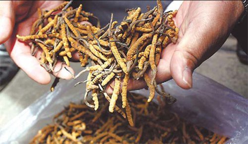 
Đông trùng hạ thảo Tây Tạng có giá lên tới 2,2 tỷ đồng
