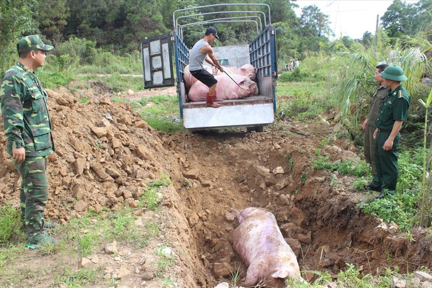 Trung Quốc bùng phát dịch tả lợn, Thủ tướng yêu cầu siết chặt cửa khẩu