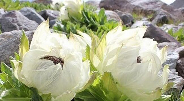 
Hoa thiên sơn tuyết liên có giá tới vài triệu đồng/bông vẫn được nhiều người đặt mua
