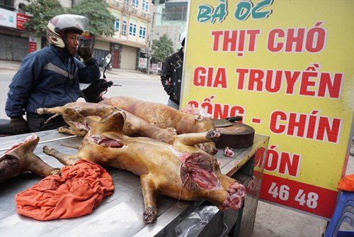 Năm 2021 nội thành Hà Nội sẽ không kinh doanh thịt chó, mèo.