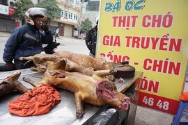 Hà Nội sẽ không bán thịt chó; Nấm đắt nhất thế giới 