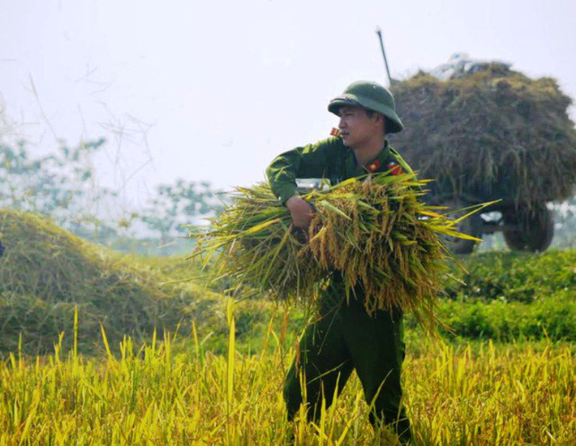 
Thanh Hóa yêu cầu huy động lực lượng lao động, phương tiện máy móc khẩn trương thu hoạch lúa mùa khi ruộng lúa chín 80-85% và hỗ trợ nhân dân, đấu nối với các cơ sở sấy để sấy thóc kịp thời, đảm bảo chất lượng
