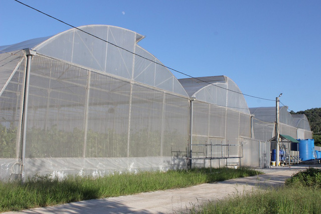 Hệ thống nhà màng quy mô rộng 3.000m2 trồng dưa lưới công nghệ cao của Thắm