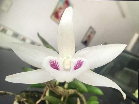 
Mặt hoa lan Giã Hạc đột biến 5 cánh trắng mới gia dịch ở Đà Nẵng.
