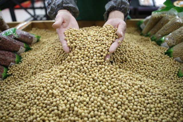 
Hạt đậu nành là một trong những mặt hàng xuất khẩu của Mỹ mà Trung Quốc đánh thuế.

