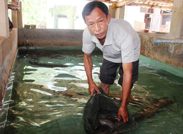 Với mô hình nuôi cá chình và bống tượng, lão nông Võ Tuấn Tú thu về 400 triệu đồng/năm.
