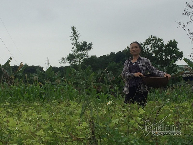 
Bà Hải canh tác trồng hoa màu tạm bợ trên nền đất khu CN Đại Kim
