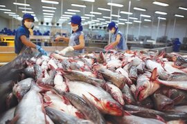 Xuất khẩu cá tra “thắng lớn”: Doanh nghiệp dần 