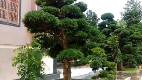 
Một số cây trong vườn cây Tùng Nhật của đại gia ở Trà Vinh có giá hơn 2.000 tỷ đồng.
