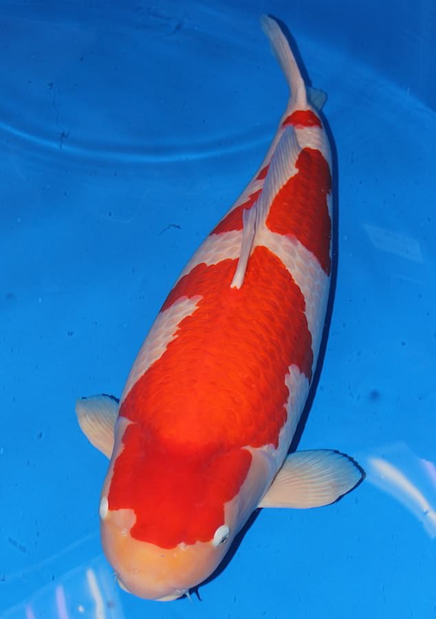 Chú cá Koi 9 tuổi, thuộc giống Kohaku. (Nguồn: Daily Mail)