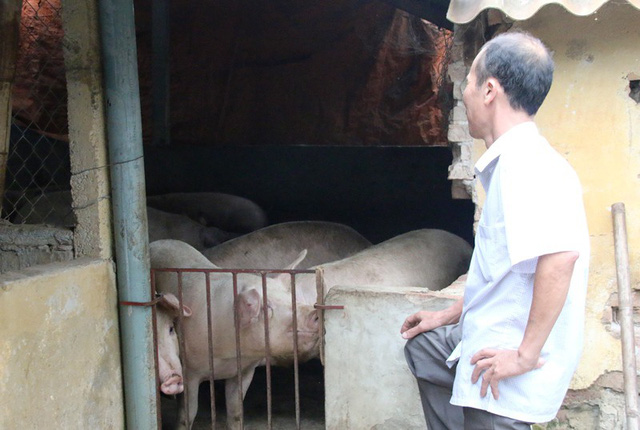 Sau thời gian giá xuống, đến nay giá lợn hơi đã tiến triển, nhưng việc tái đàn cũng khá khó khăn
