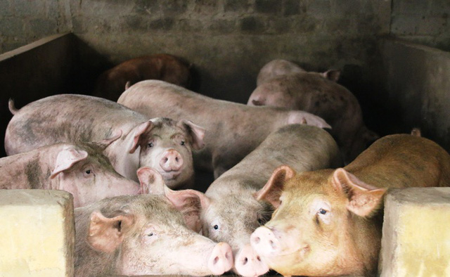 Phía Sở NN & PTNT đã có định hướng đến người chăn nuôi, nhất là các thông tin về thị trường, quy mô đàn trên địa bàn để điều chỉnh chăn nuôi phù hợp. Cùng với đó khuyến cáo người dân không tăng trưởng nóng quy mô đàn khi giá lợn lên cao để phòng rủi ro như đã từng xảy ra năm 2016.