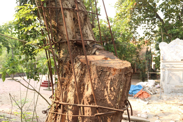 Năm 2010, người dân trong thôn đồng ý bán một nhánh cây sưa cho ông Dương Văn Thái với giá 20.5 tỷ đồng. Ảnh: Trọng Trinh