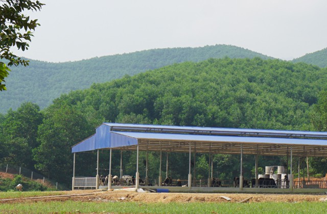Trang trại chăn nuôi bò sữa nhập ngoại đang được hình thành trên đồi Triệu.
