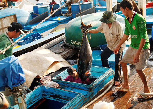 
Dự kiến ngày 31/10, đoàn Ủy ban Nghề cá Nghị viện châu Âu và tháng 1/2019, đoàn Thanh tra của Ủy ban châu Âu sẽ sang Việt Nam để kiểm tra việc khắc phục “thẻ vàng” thủy sản từ EU.
