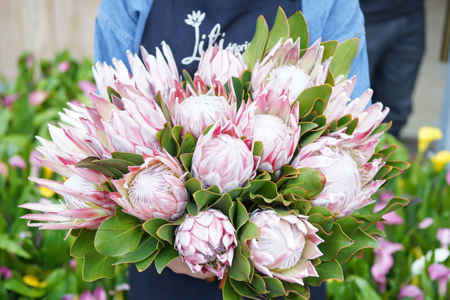 Loài hoa có cái tên rất kêu là Thảo đường hoàng đế. Đây là loại hoa thân gỗ đến từ Nam Phi. Ý nghĩa của loài hoa này được người bán giải thích là tượng trưng cho lòng dũng cảm và sự kiêu hãnh