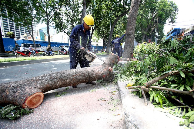 Đốn hạ cây xanh trên đường Tôn Đức Thắng phục vụ dự án cầu Thủ Thiêm 2 (ảnh: Nguyễn Quang)