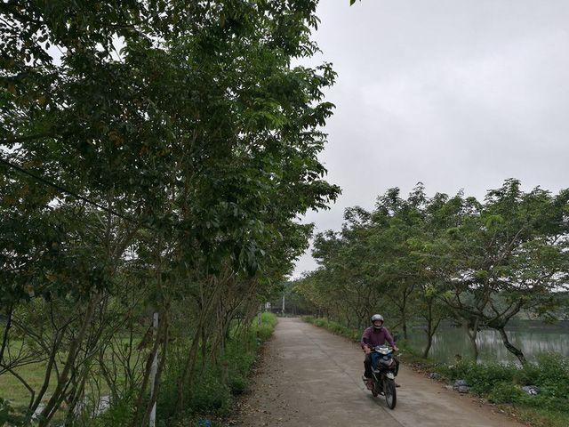 
Khắp đường làng, bờ ao, vườn tược trong thôn Làng Chanh đều được tận dụng để trồng sưa
