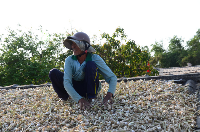 Giá tỏi Lý Sơn đang ở mức 35.000 - 40.000 đồng/kg, mức giá này khiến người trồng tỏi lỗ 20.000 đồng/kg.