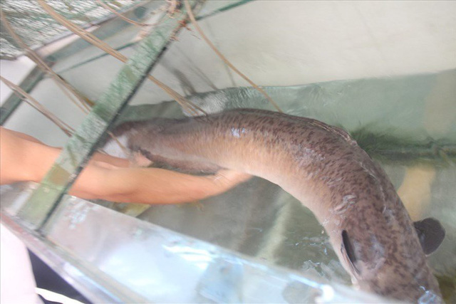 
Con cá Chình khủng được chủ nhà hàng tại thị trấn Con Cuông thu mua.
