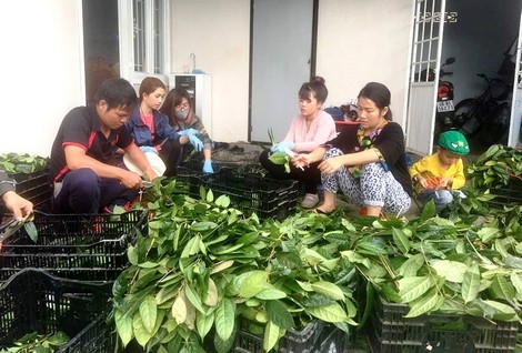 
Thu hoạch trà hoa vàng tại gia đình chị Lê An Na.
