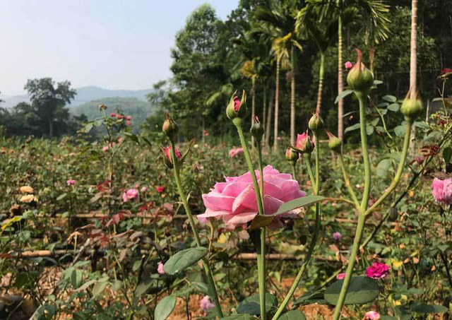 
Sau 2 năm mày mò học hỏi và đầu tư số tiền cực lớn, chị Tuyết sở hữu vườn hoa hồng hữu cơ để làm trà nguyên bông rộng gần 3,5ha
