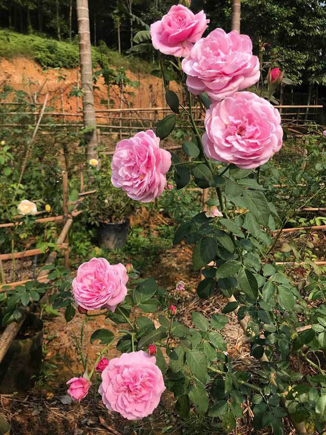 
Các loại hoa hồng trong vườn được trồng ở khu tách biệt theo phương pháp hữu cơ
