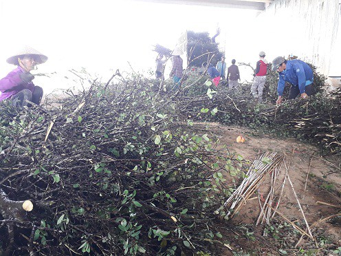 
Người dân vùng ven Quảng Nam đang ồ ạt đi chặt cây dó liệt về bán.
