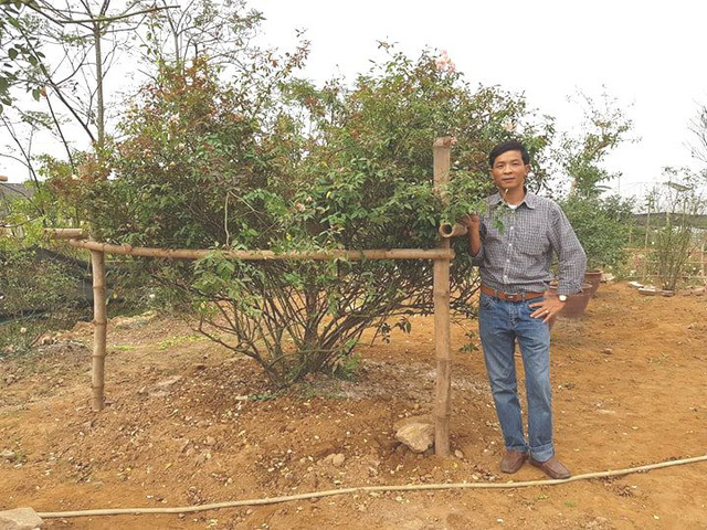 Anh Phạm Văn Hưng bên cây hoa hồng phấn cổ hàng chục năm tuổi.