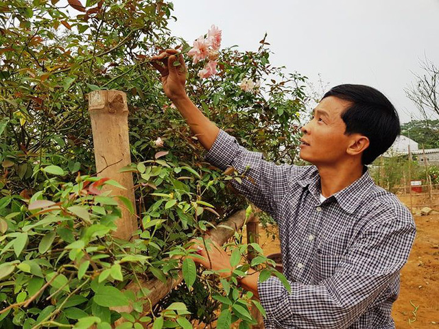 Mất rất nhiều công sức anh Hưng mới đưa được cây hồng cổ từ Thanh Hóa về Ninh Bình, hiện nay cây đã xanh tốt.