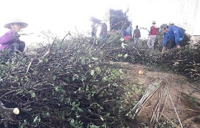 
Người dân đổ xô chặt cây dại bán cho Trung Quốc
