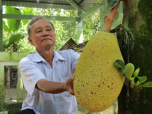 
Ông Nguyễn Minh Trắng bên 1 cây mít ruột đỏ trồng trong vườn nhà.
