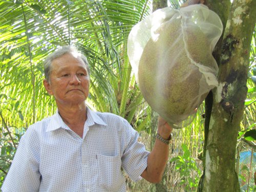 
Những trái mít ruột đỏ được ông Nguyễn Minh Trắng bao túi để tránh sâu rầy.
