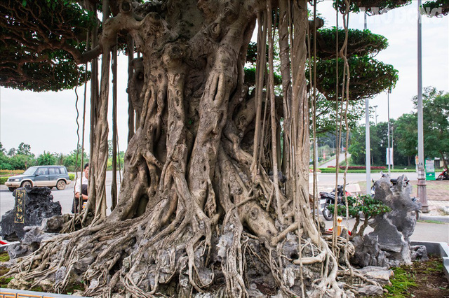 
Với tuổi đời trên 60 năm, cây có nhiều rễ lớn và thân xù xì chứa nét đẹp cuốn hút.
