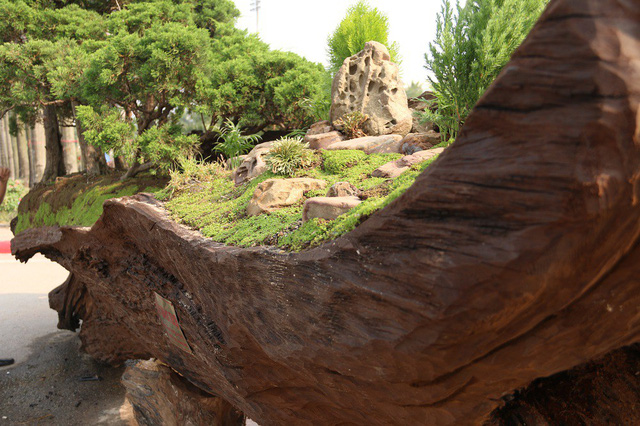 Tác phẩm “Kỳ sơn mộc thạch” là một rừng tùng bonsai được anh Thịnh trồng trên phần thân cây Sao cổ thụ. Để cây sinh trưởng và phát triển tốt, bên trong thân cây anh Thịnh lót một lớp đất ẩm, phía bên trên trải thảm cỏ trang trí.