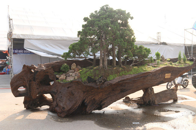 Cặp bonsai mọc trên gốc cây củi mục “trăm tuổi” giá bạc tỷ ở Hà Nội