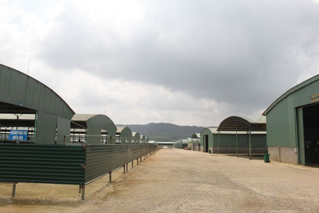 Dự án chăn nuôi bò của Công ty Bình Hà trở thành một điểm đen của ngành Nông nghiệp Hà Tĩnh từ vài năm qua.