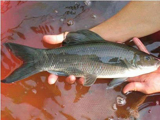 Cá dầm xanh có hình dáng tương tự cá anh vũ và cũng là loài cá tiến vua nức tiếng một thời. Cá dầm xanh phổ biến ở khu vực sông Gâm (Tuyên Quang), Mai Châu (Hòa Bình) và thường sống ở tầng đáy của sông.