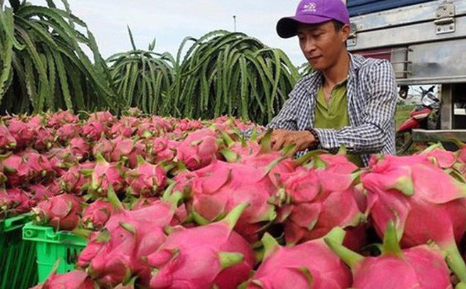 Trung Quốc siết nhập, trái cây Việt rớt giá thảm